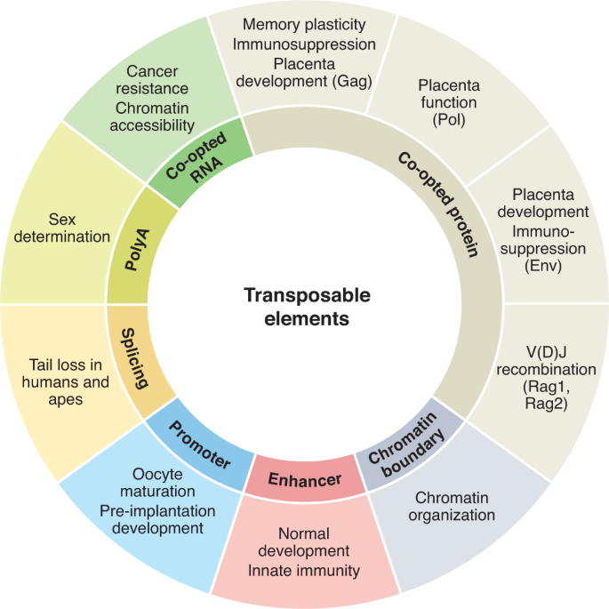Mammalian genome innovation through transposon domestication