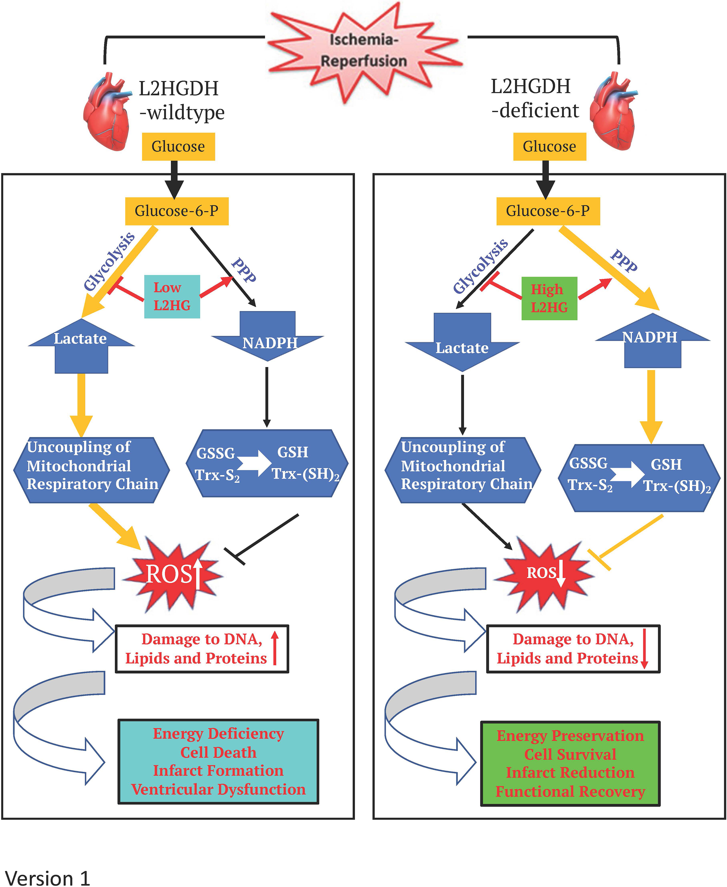 L-2-Hydroxyglutarate Protects Against Cardiac Injury via Metabolic Remodeling