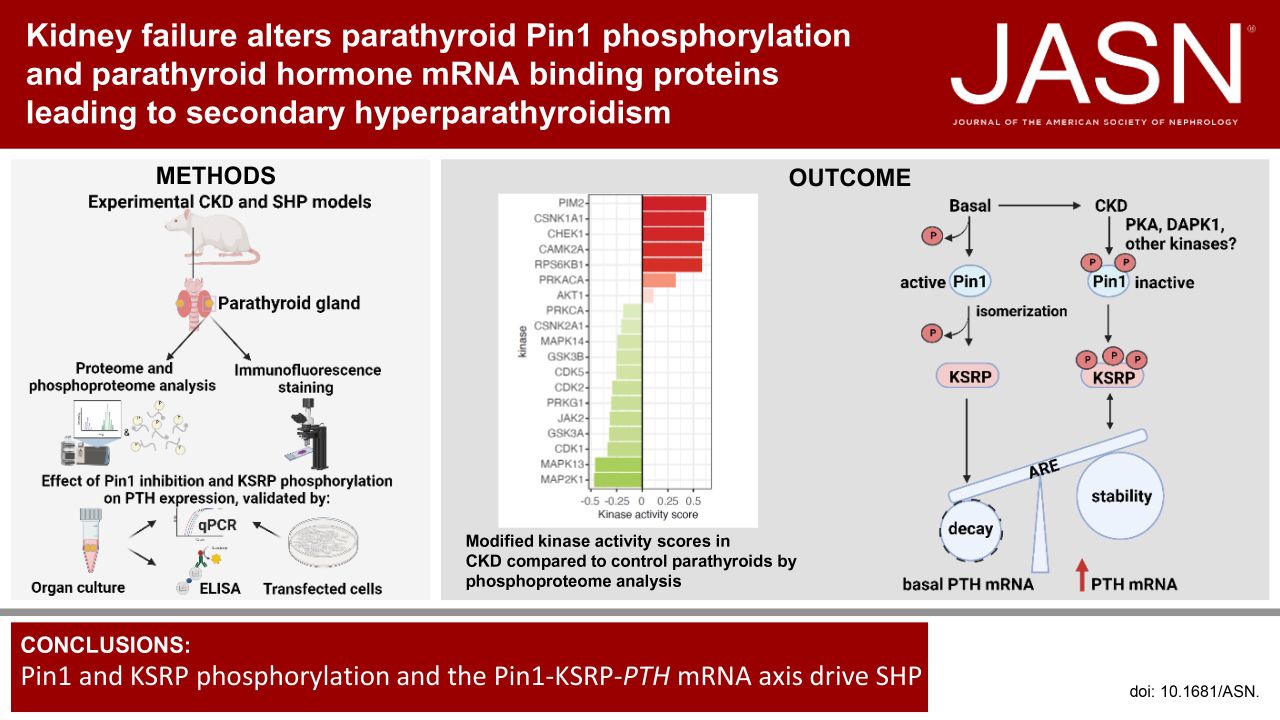 Kidney Failure Alters Parathyroid Pin1 Phosphorylation and Parathyroid Hormone mRNA-Binding Proteins, Leading to Secondary Hyperparathyroidism