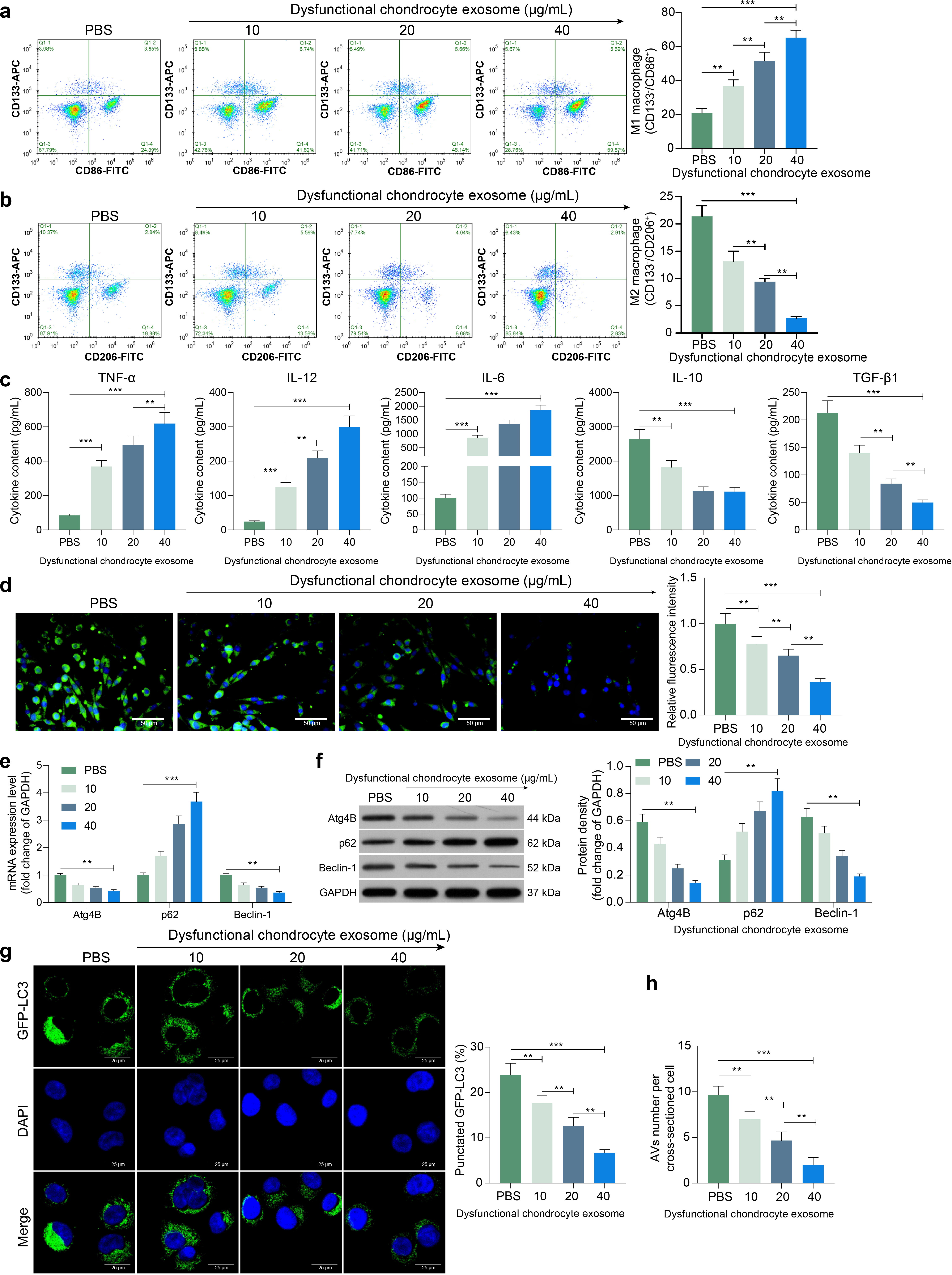 Exosomes from dysfunctional chondrocytes affect osteoarthritis in Sprague-Dawley rats through FTO-dependent regulation of PIK3R5 mRNA stability
