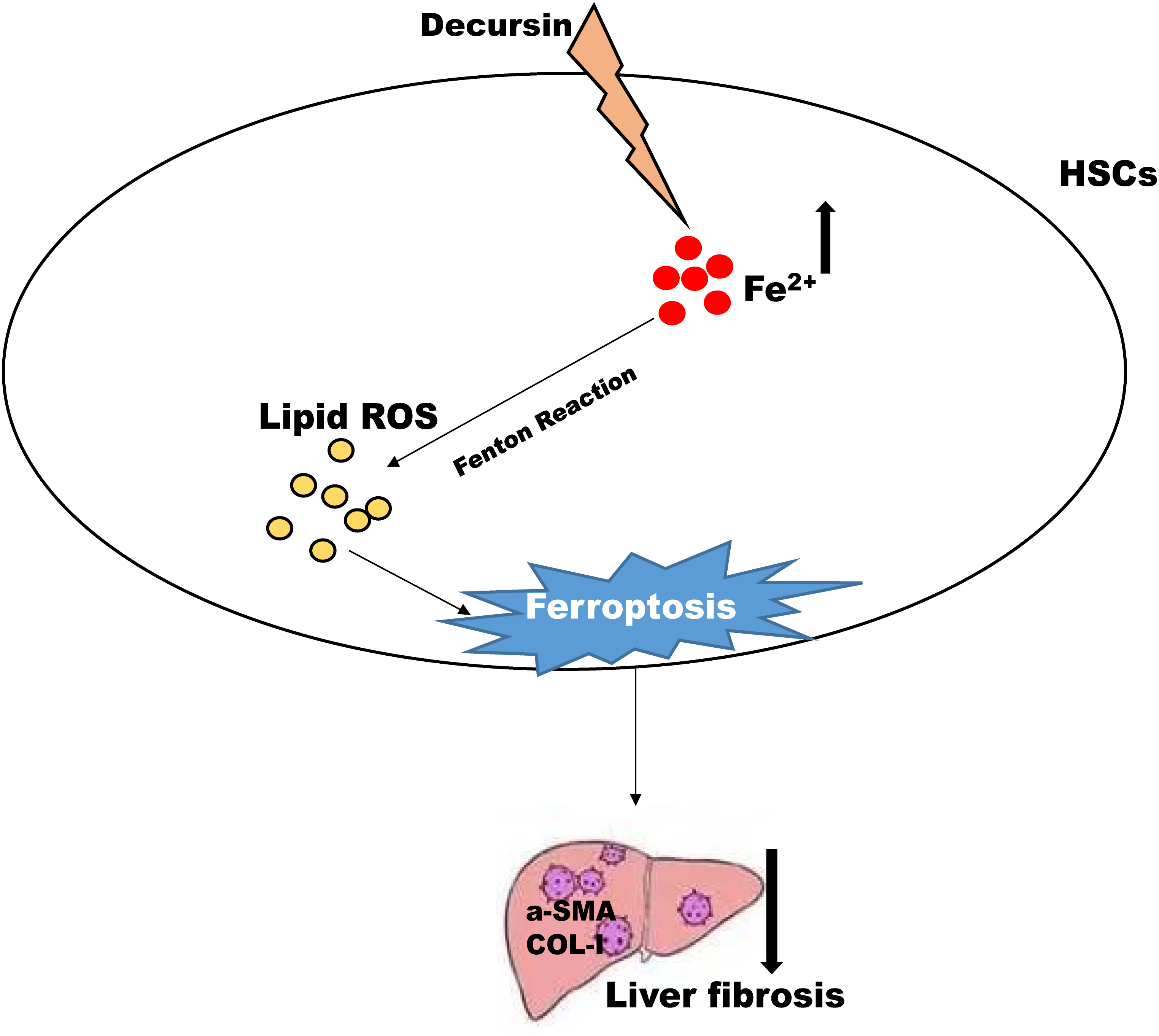 Decursin ameliorates carbon-tetrachloride-induced liver fibrosis by facilitating ferroptosis of hepatic stellate cells