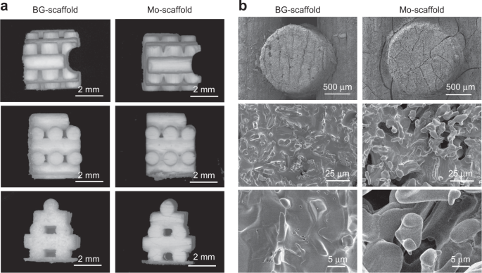 A 3D-printed molybdenum-containing scaffold exerts dual pro-osteogenic and anti-osteoclastogenic effects to facilitate alveolar bone repair