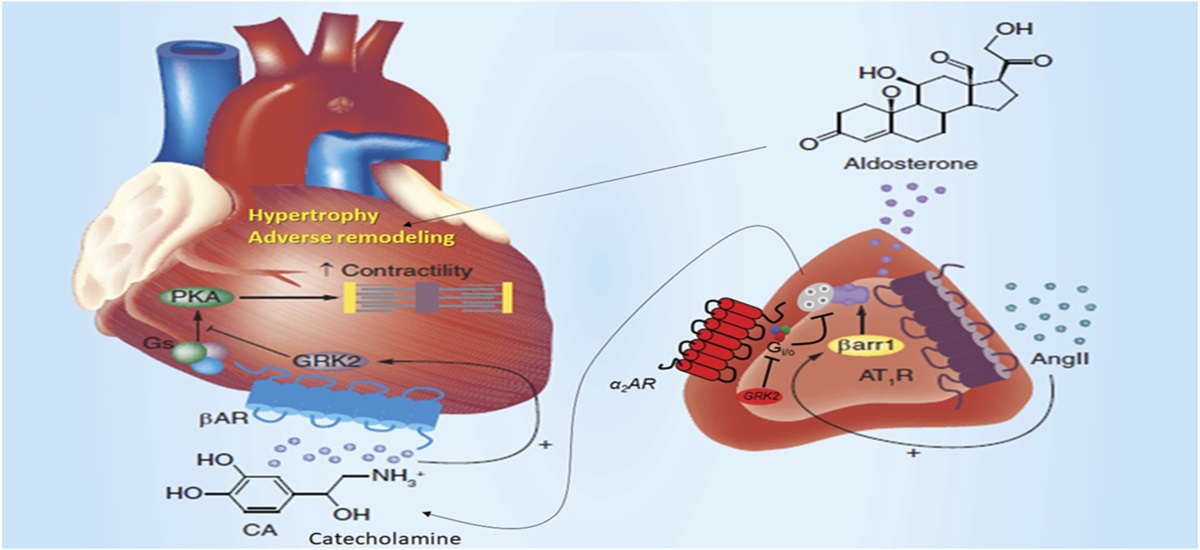 Adrenal G Protein-Coupled Receptors and the Failing Heart: A Long-distance, Yet Intimate Affair