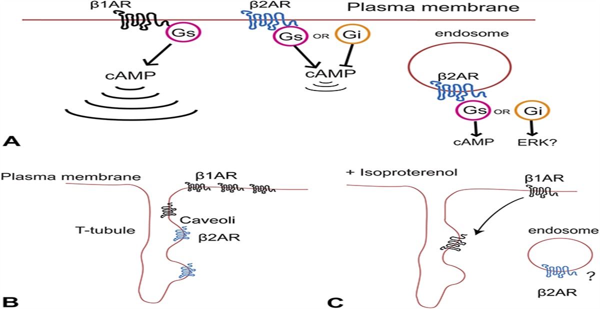 Subcellular β-Adrenergic Receptor Signaling in Cardiac Physiology and Disease