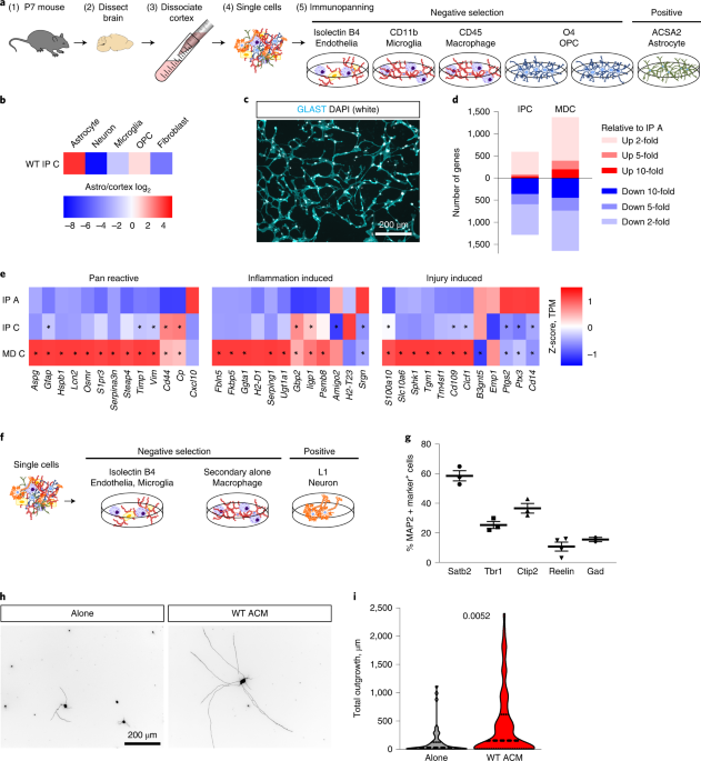 Aberrant astrocyte protein secretion contributes to altered neuronal development in multiple models of neurodevelopmental disorders