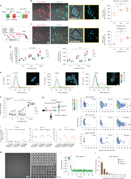 Pathological structural conversion of α-synuclein at the mitochondria induces neuronal toxicity