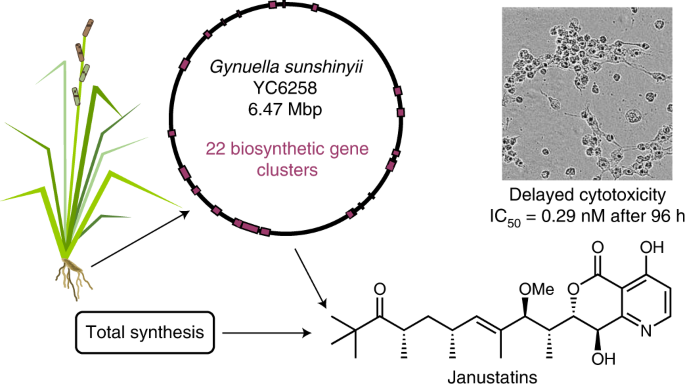 Genome-based discovery and total synthesis of janustatins, potent cytotoxins from a plant-associated bacterium