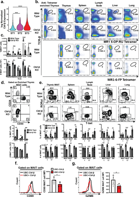 Cbf-β is required for the development, differentiation, and function of murine mucosal-associated invariant T cells