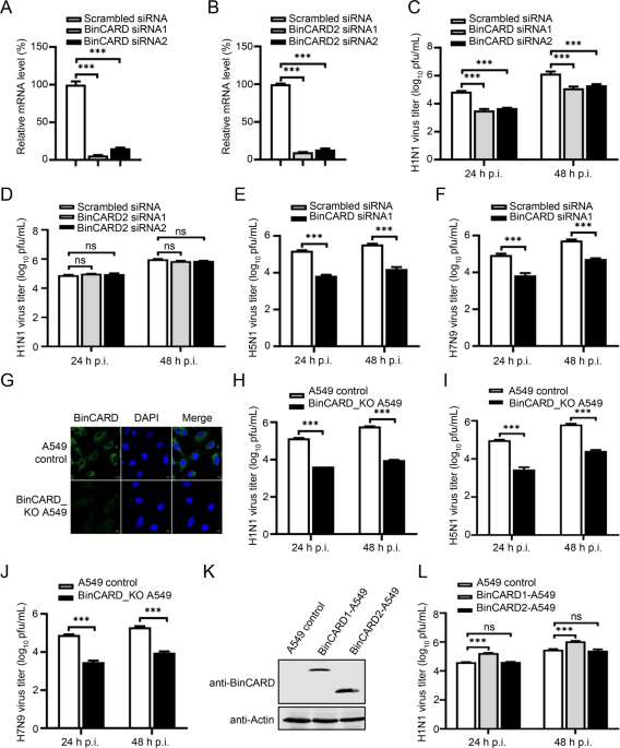 Influenza A virus use of BinCARD1 to facilitate the binding of viral NP to importin α7 is counteracted by TBK1-p62 axis-mediated autophagy