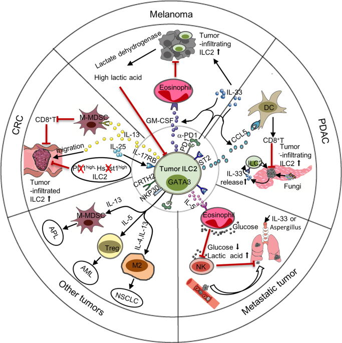 Emerging roles of ILC2s in antitumor immunity
