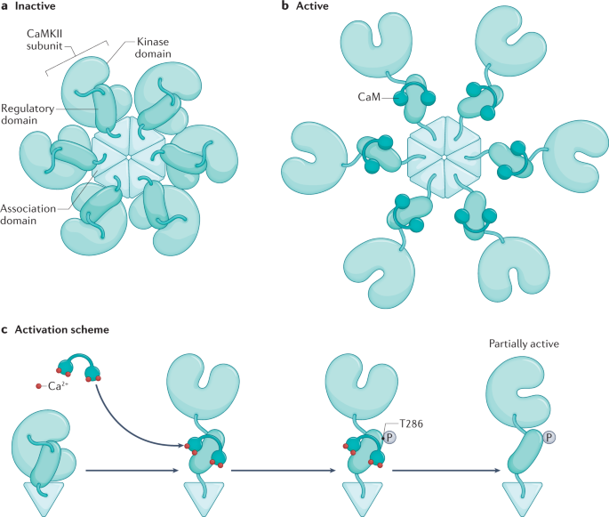 CaMKII: a central molecular organizer of synaptic plasticity, learning and memory
