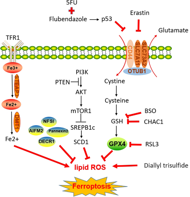 The role of ferroptosis in prostate cancer: a novel therapeutic strategy