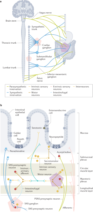 Nerves in gastrointestinal cancer: from mechanism to modulations