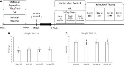 Early life maternal separation induces sex-specific antidepressant-like responses but has minimal effects on adult stress susceptibility in mice