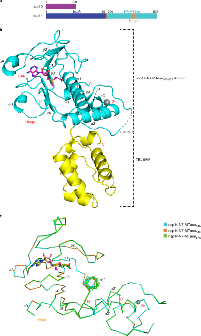 High-resolution structures of the SARS-CoV-2 N7-methyltransferase inform therapeutic development