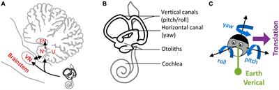 The otolith vermis: A systems neuroscience theory of the Nodulus and Uvula