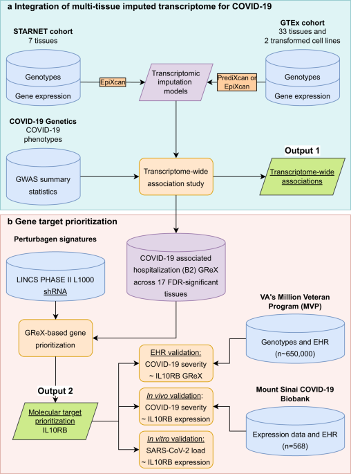 A translational genomics approach identifies IL10RB as the top candidate gene target for COVID-19 susceptibility