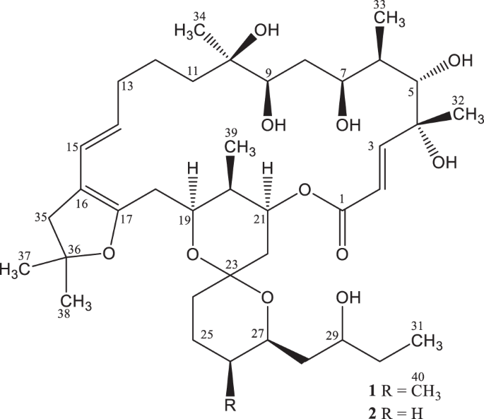 Two new 22-membered macrolides from Streptomyces sp. HU210
