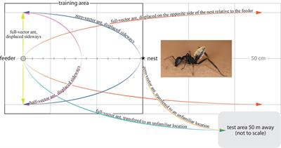 The balbyter ant Camponotus fulvopilosus combines several navigational strategies to support homing when foraging in the close vicinity of its nest