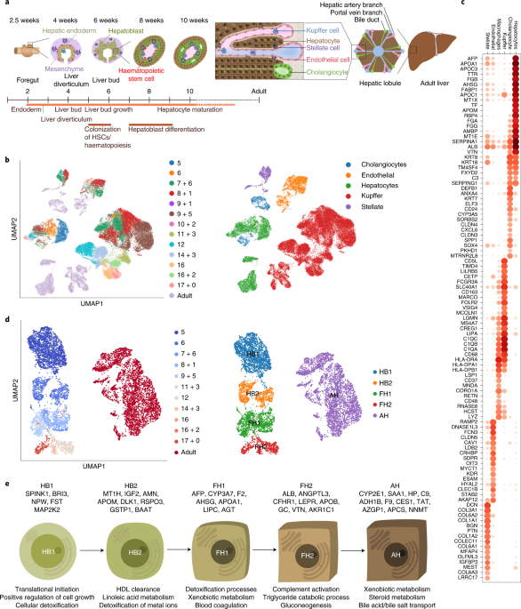 Single-cell atlas of human liver development reveals pathways directing hepatic cell fates