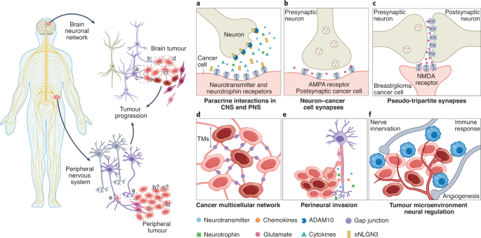 Insights and opportunities at the crossroads of cancer and neuroscience