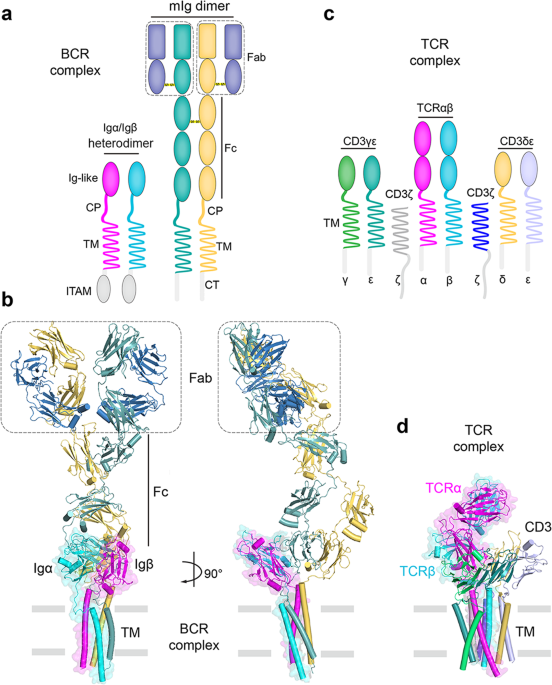 A structural platform for B cell receptor signaling
