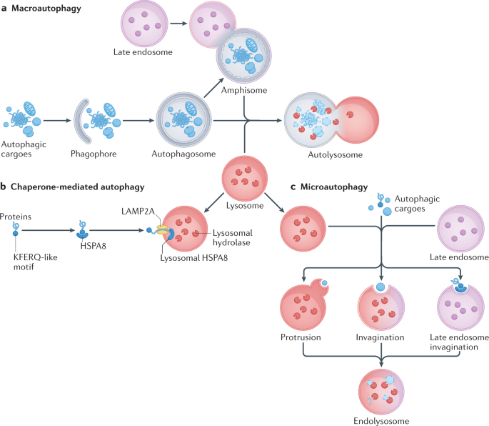 The emerging mechanisms and functions of microautophagy