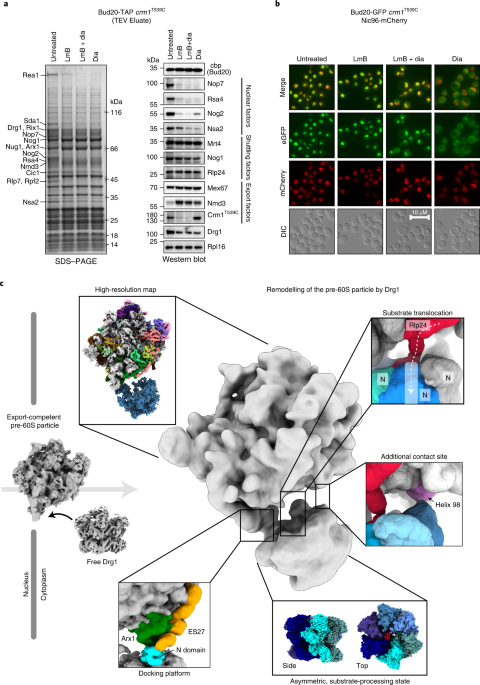 Visualizing maturation factor extraction from the nascent ribosome by the AAA-ATPase Drg1