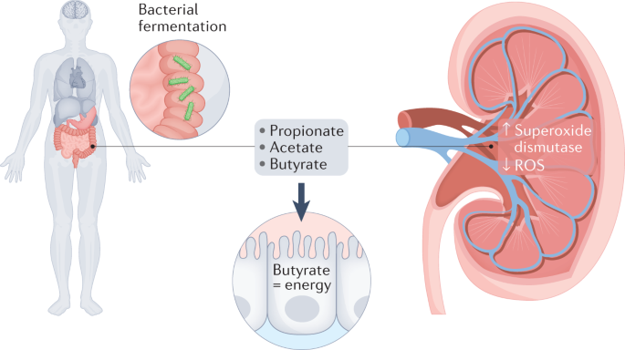 Mechanisms of the intestinal and urinary microbiome in kidney stone disease
