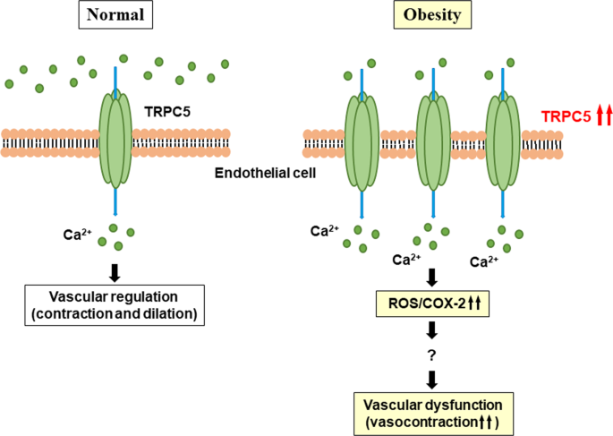 TRPC5 as a possible therapeutic target for vascular dysfunction associated with obesity