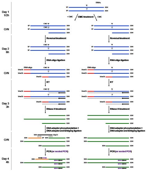ncRNA, Vol. 8, Pages 63: A Tool to Design Bridging Oligos Used to Detect Pseudouridylation Sites on RNA after CMC Treatment
