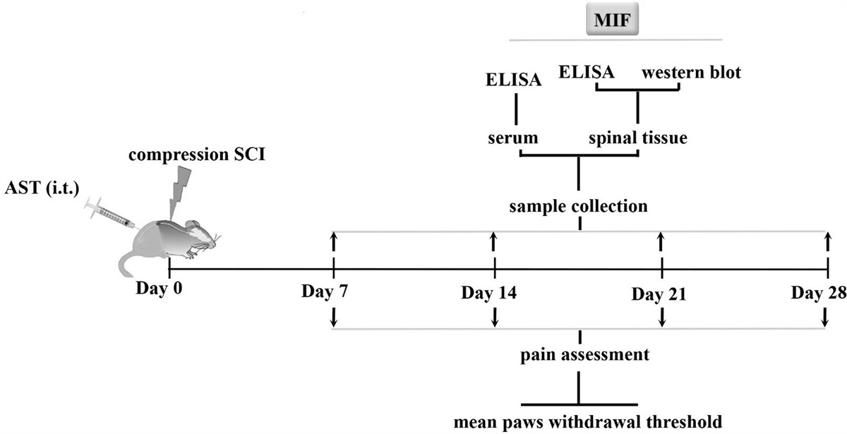 Astaxanthin ameliorates serum level and spinal expression of macrophage migration inhibitory factor following spinal cord injury