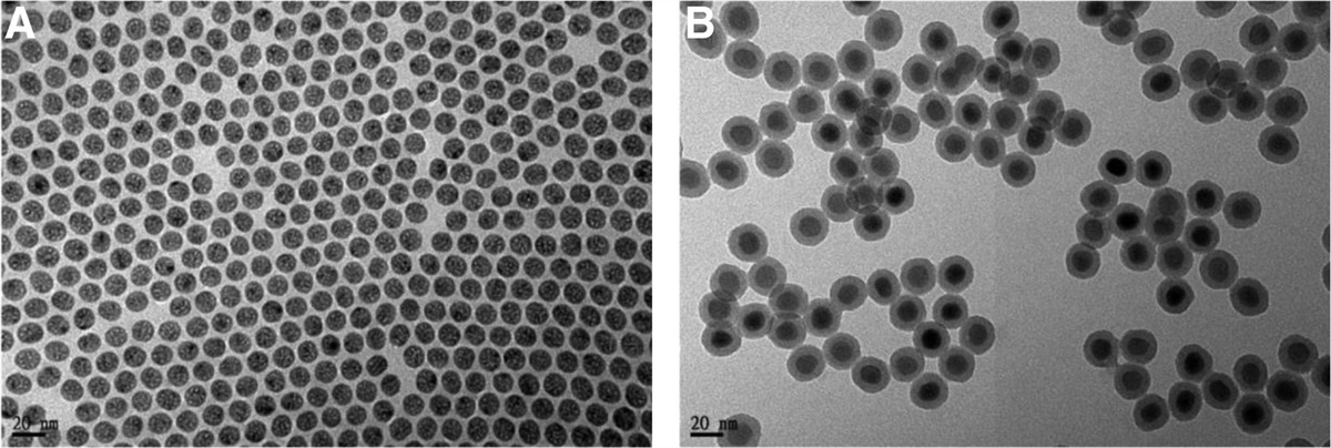 Effects of polyallylamine-coated nanoparticles on the optical and photochemical properties of rose bengal