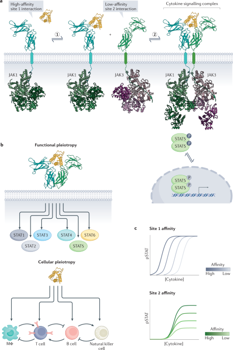 Emerging principles of cytokine pharmacology and therapeutics