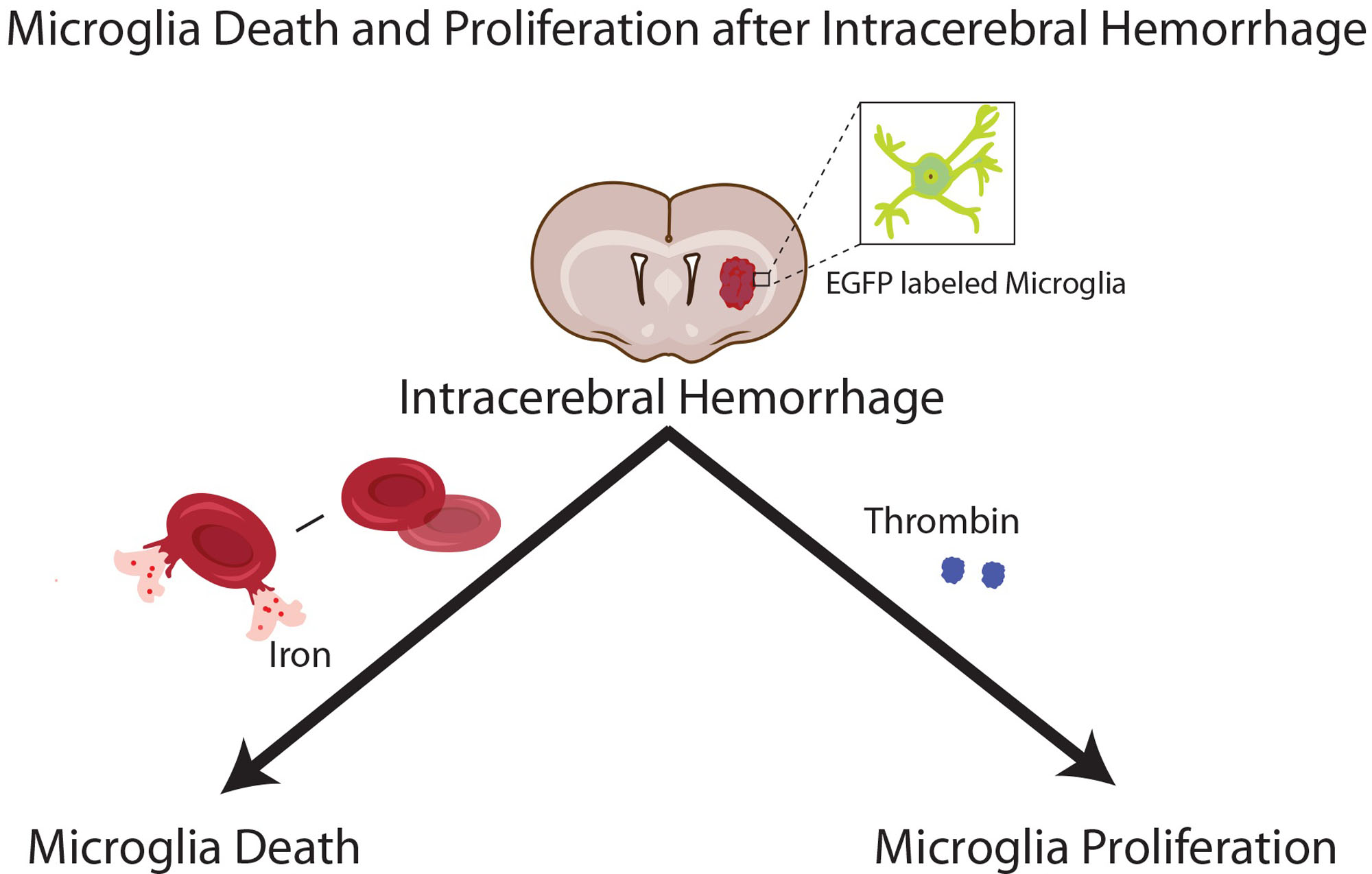 Novel Approach to Visualize Microglia Death and Proliferation After Intracerebral Hemorrhage in Mice