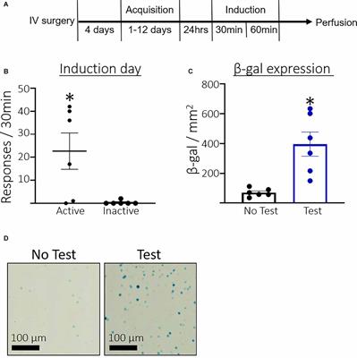 Prelimbic Ensembles Mediate Cocaine Seeking After Behavioral Acquisition and Once Rats Are Well-Trained