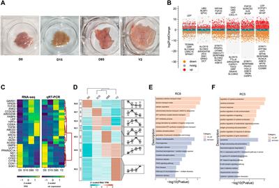 Dynamics of transcriptome and chromatin accessibility revealed sequential regulation of potential transcription factors during the brown adipose tissue whitening in rabbits