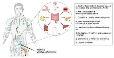 Potential application of the probiotic Bacillus licheniformis as an adjuvant in the treatment of diseases in humans and animals: A systematic review