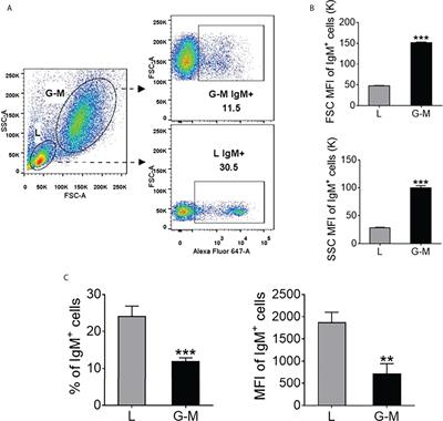 Teleost fish IgM+ plasma-like cells possess IgM-secreting, phagocytic, and antigen-presenting capacities