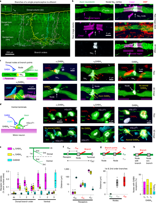 GABA facilitates spike propagation through branch points of sensory axons in the spinal cord