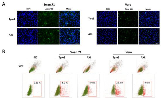 Cells, Vol. 11, Pages 3026: TGF-β1 Promotes Zika Virus Infection in Immortalized Human First-Trimester Trophoblasts via the Smad Pathway