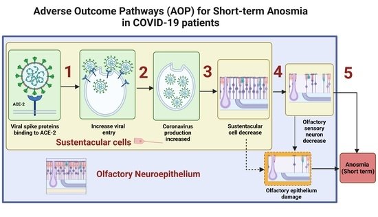 Cells, Vol. 11, Pages 3027: Mechanistic Understanding of the Olfactory Neuroepithelium Involvement Leading to Short-Term Anosmia in COVID-19 Using the Adverse Outcome Pathway Framework