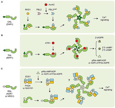 Plant NLRs: Evolving with pathogen effectors and engineerable to improve resistance