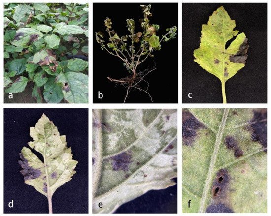 Pathogens, Vol. 11, Pages 1105: First Record of Alternaria pogostemonis: A Novel Species Causing Leaf Spots in Pogostemon cablin