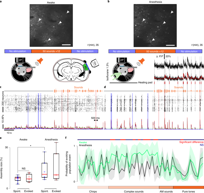 Awake perception is associated with dedicated neuronal assemblies in the cerebral cortex