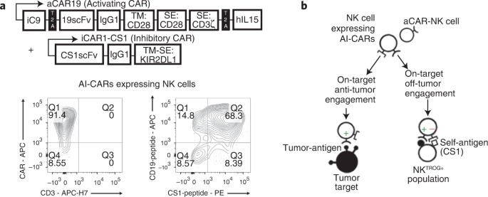 Trogocytosis-mediated tumor relapse after CAR-NK cell therapy prevented by inhibitory CARs