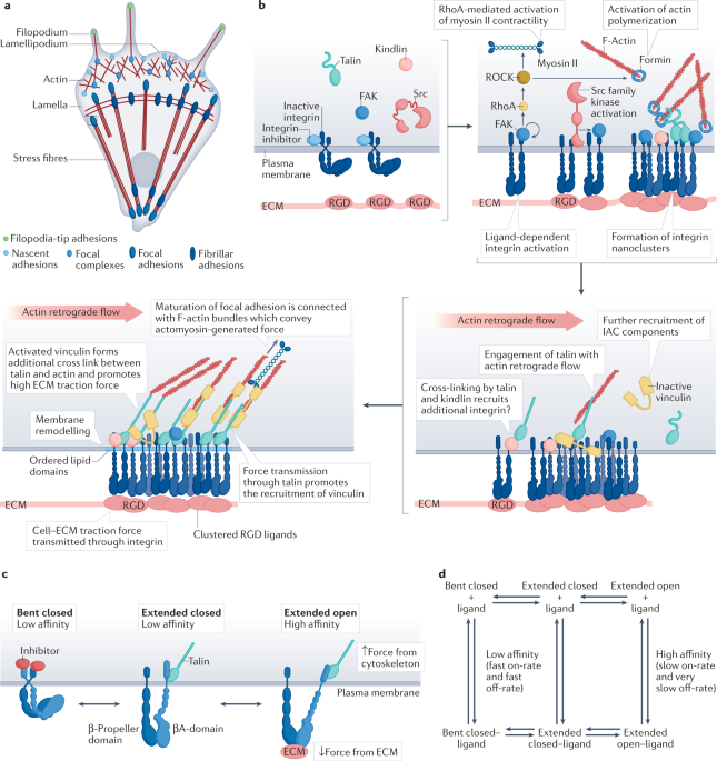 Organization, dynamics and mechanoregulation of integrin-mediated cell–ECM adhesions