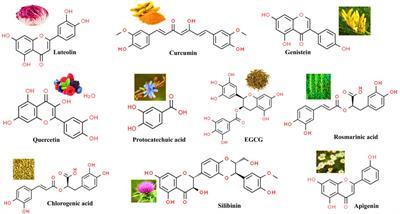 Recent updates on anticancer mechanisms of polyphenols