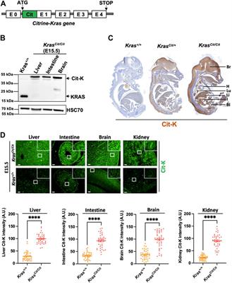 KRAS protein expression becomes progressively restricted during embryogenesis and in adulthood