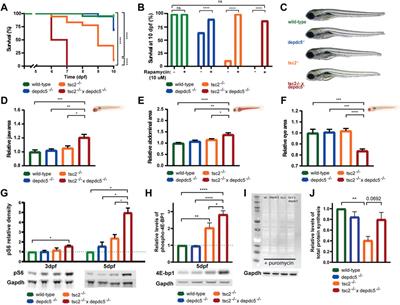 Hyperactivation of mTORC1 in a double hit mutant zebrafish model of tuberous sclerosis complex causes increased seizure susceptibility and neurodevelopmental abnormalities